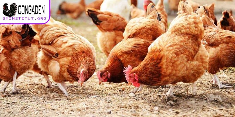 Cách trị mạt gà - Diệt tận gốc, bảo vệ đàn gà khỏe mạnh! 7 Bật mí cách trị mạt gà dựa vào hóa chất