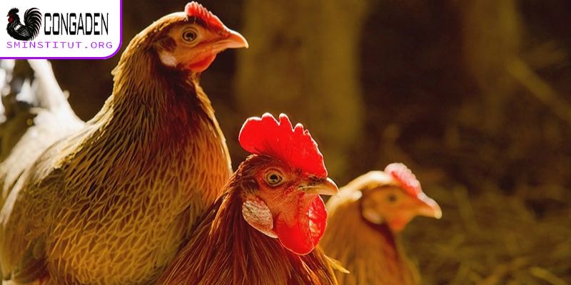 Phòng và trị bệnh Gumboro ở gà - Hiệu quả, đơn giản 7 Biết cách lựa chọn giống bố mẹ phòng ngừa bệnh