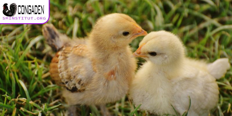 Cách chăm sóc gà con mới xuống ổ - Vệ sinh chuồng trại