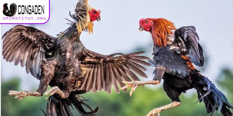 Cách chữa gà chọi bị mất gân chuẩn cho kê thủ