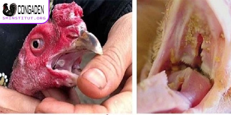 Cách chữa mốc cho gà chọi