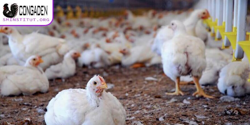 Cách phòng bệnh hen gà chuẩn cho kê thủ