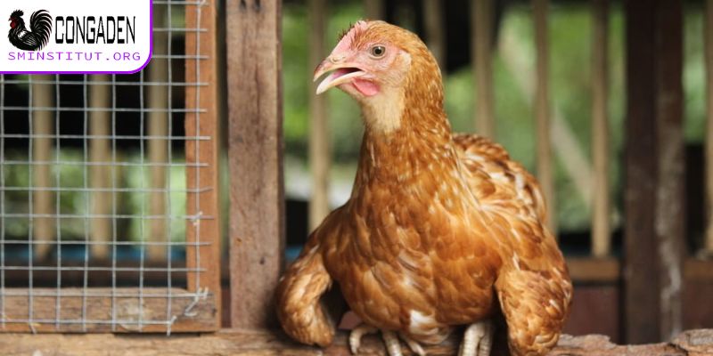 Cách trị mạt gà - Diệt tận gốc, bảo vệ đàn gà khỏe mạnh! 4 Cách trị mạt gà