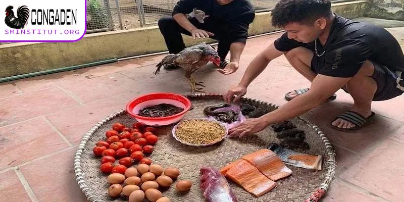 Cách vô mồi cho gà đá cần chú ý những gì?