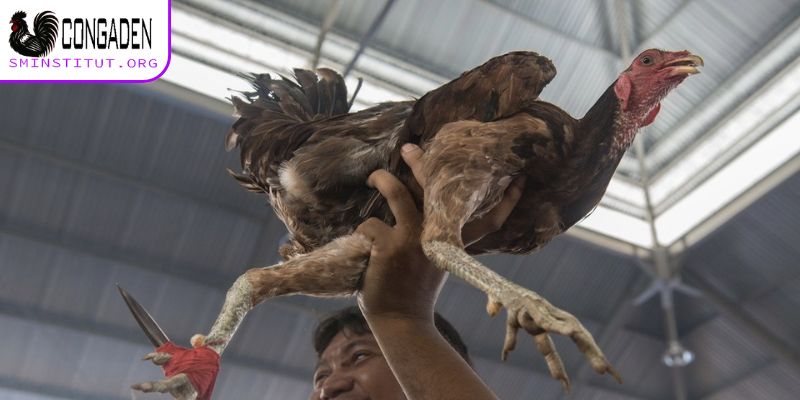 Chọn gà có sức khoẻ tốt