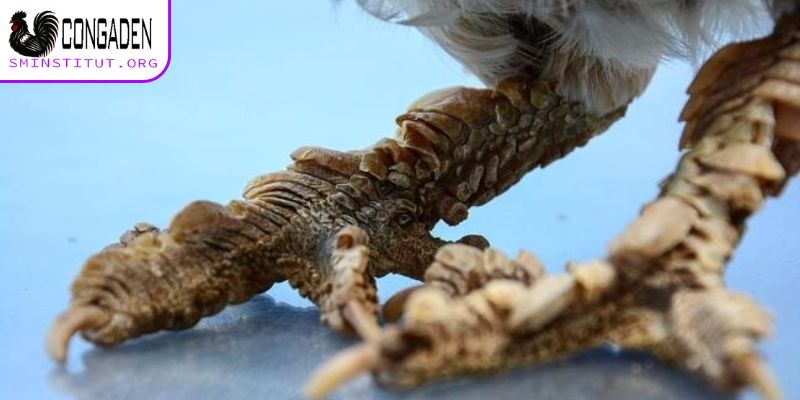 Gà chân lông vảy loạn có đặc điểm thế nào?