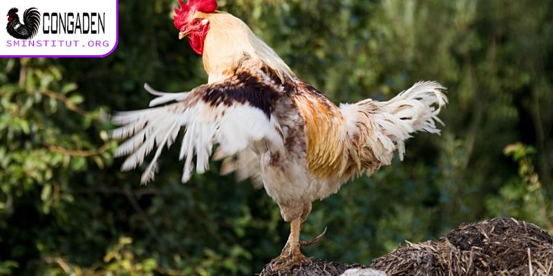 Gà thay lông bao lâu? Bí quyết chăm sóc hiệu quả! 5 Giải mã chi tiết gà thay lông bao lâu?