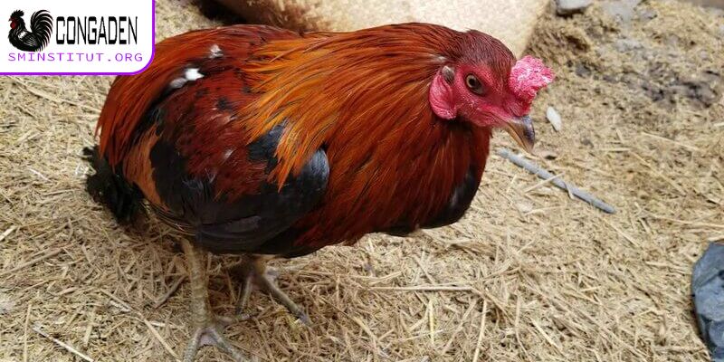 Khám phá lý do gà ăn không tiêu là gì?