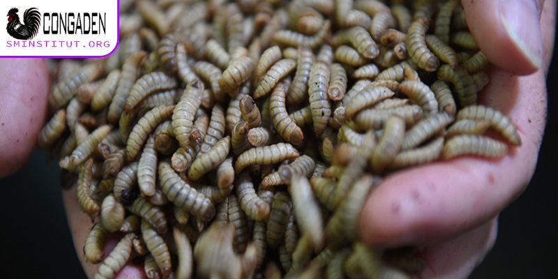 Vai trò của chế độ dinh dưỡng cho gà chọi