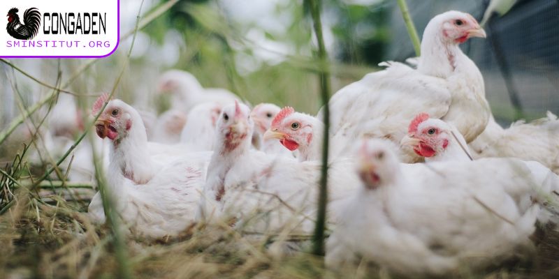 Phòng và trị bệnh Gumboro ở gà - Hiệu quả, đơn giản 5 Vì sao bệnh Gumboro ở gà lại xuất hiện?