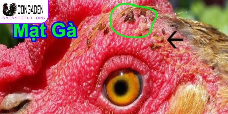 Cách trị mạt gà - Diệt tận gốc, bảo vệ đàn gà khỏe mạnh! 5 Vì sao cách trị mạt gà là vấn đề quan trọng?