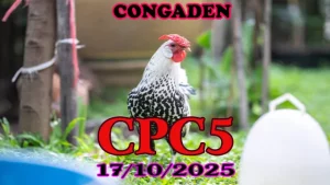 Clip đá gà trực tiếp c5 hôm nay 17/10/2025