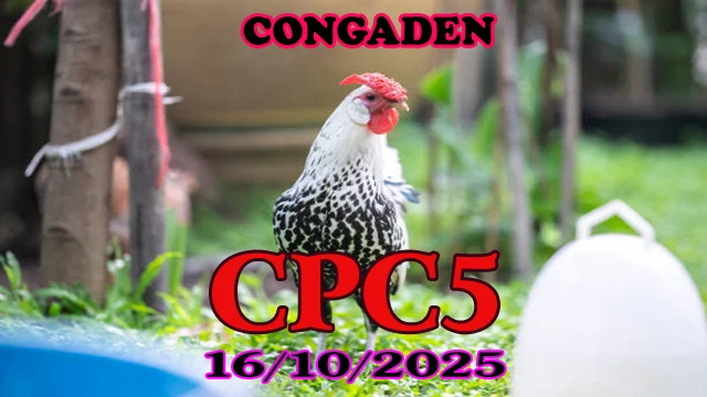 Full clip đá gà thomo hôm nay C5 ngày 16/10/2025 1 Full clip đá gà thomo hôm nay C5 ngày 16/10/2025