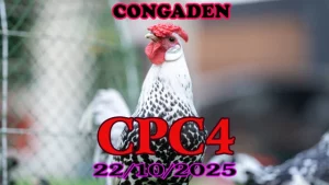 Xem lại clip đá gà Thomo cpc4 ngày 22/10/2025