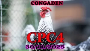 Clip đá gà Thomo CPC4 hôm nay 30112025 – Trận đấu cực hay