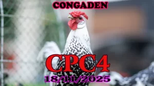 Xem video đá gà CPC4 Thomo hôm nay 18112025 tốc độ cao