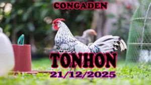 Đá Gà Tonhon 21122025 Video Xem Lại Hôm Nay