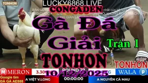Gà Đá Giải TONHON Trận 1 A Việt V.Long vs A Nguyên C.Mau- Hạng Cân 3.3kg