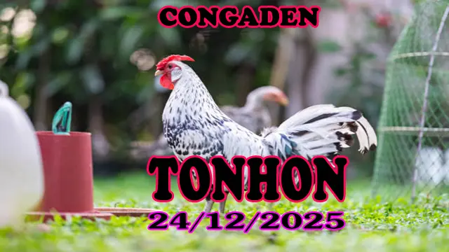 Video Trực Tiếp Đá Gà Tonhon 24122025