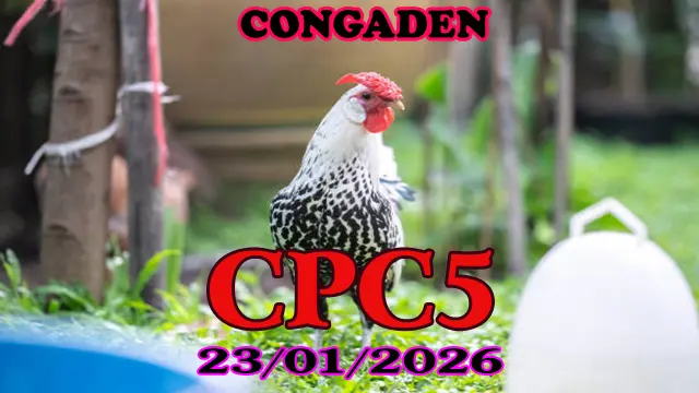 Trực Tiếp Video Đá Gà CPC5 Ngày 23012026 Không Lag