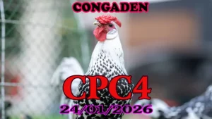 Xem Nhanh Đá Gà Trực Tiếp CPC4 Hôm Nay Ngày 2401