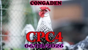 Clip video đá gà trực tiếp CPC4 ngày 06032026 full trận